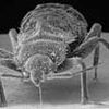 Bedbugs Can Suck It: Advisory Board Will Crush Parasites